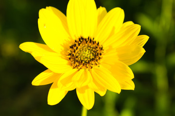 yellow daisy flower