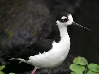 Oiseau
