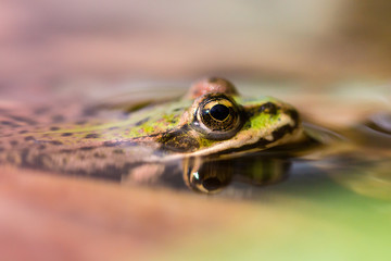 Green frog macro