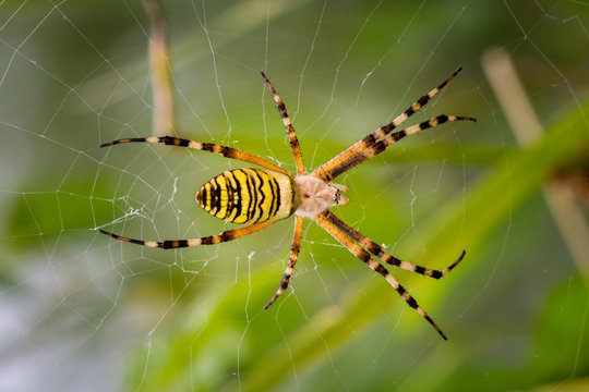 Yellow garden spider on a web