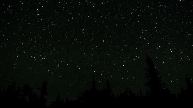 Stars in the night sky against the backdrop of silhouettes of trees
