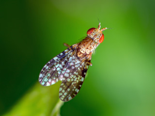 Sharp and detailed photo of some sort of fly sitting on the leaf.