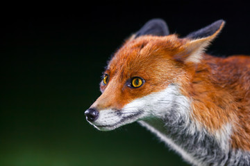 Wild fox in London park - photo taken in the deep night with 2 external flashes as main source of light.