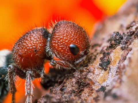 Extreme sharp and detailed photo of Velvet ant (Cow killer) stacked from more photos for better sharpness and detail.