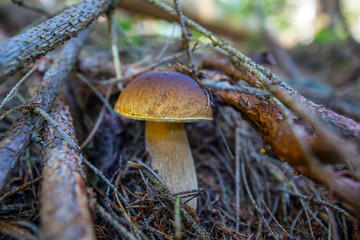 Wild Boletus Porcini mushroom in forest with shallow depth of field and blurry natural background.