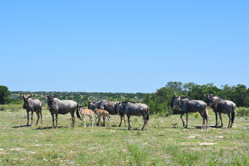Naklejka na ściany i meble Wildebeest Herd
