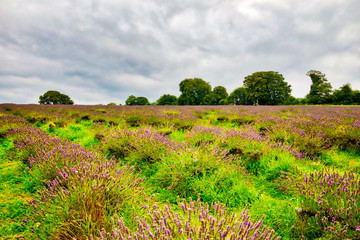 Obraz premium View of Lavender at the Mayfield Lavender farm
