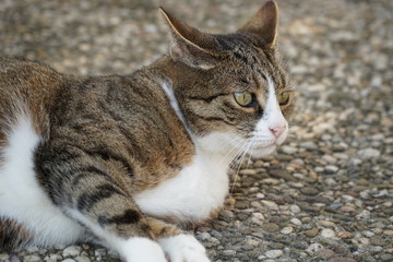 Kater auf Gehwegplatte