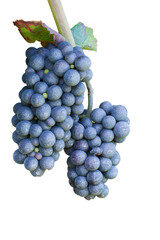 Reben isoliert auf weissem Hintergrund 