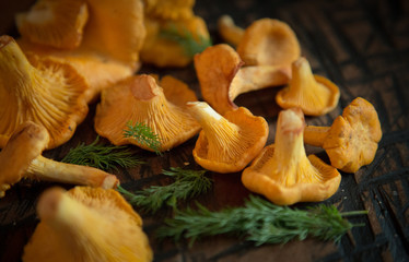 Fresh chanterelle mushrooms