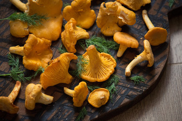 Fresh chanterelle mushrooms