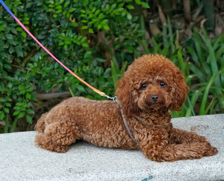 Cute sitting  Poddle dog  on lead China Huizhou
