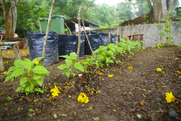 Green plants are planted in the garden