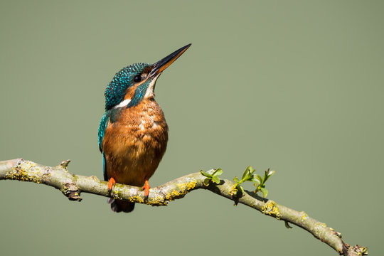 A male kingfisher (Alcedo atthis) perched with his bill raised high, Worcestershire, England, United Kingdom, Europe