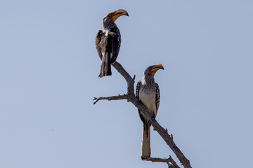 Vögel Südafrika