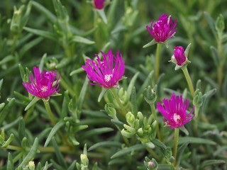 Obraz premium Fiori fuxia