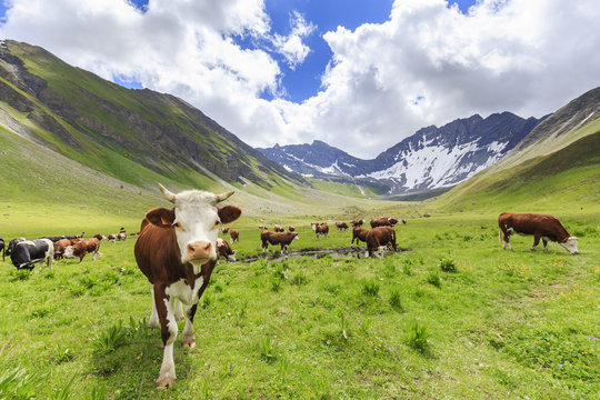 Cows grazing in Malatra Valley, Ferret Valley, Courmayeur, Aosta Valley