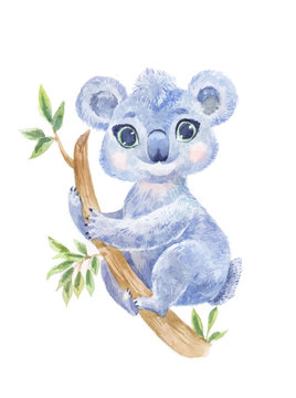 Koala watercolor vector  illustration