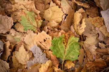 Autumn Leaves