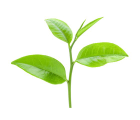 tea leaf on isolated white background