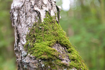 Close up of Moss on tree. Nature life background with blurred background