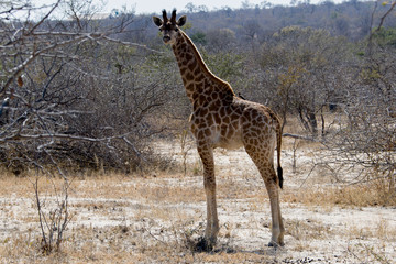 Giraffe Südafrika