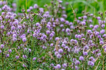Purple wildflowers blooming