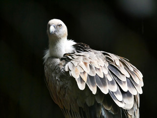 Vautour