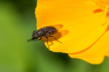 macro of a black insect on yellow leave with two legs forward