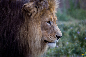 Löwe Südafrika