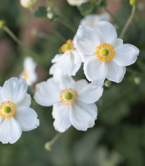 Naklejka na ściany i meble White flower Anemone