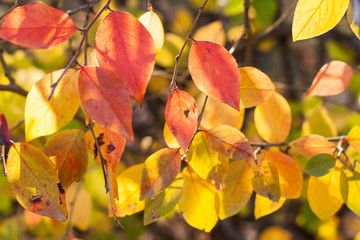 Autumn background.  Sunlit red and yellow leaves.