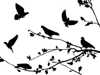 Pigeons silhouettes 