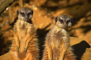 Erdmännchen im Familienverbund, 