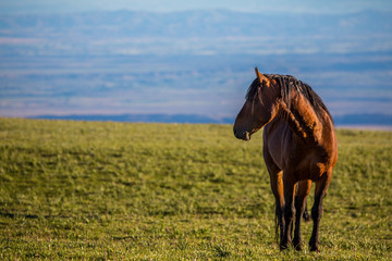 Pryon Mountain Mustangs