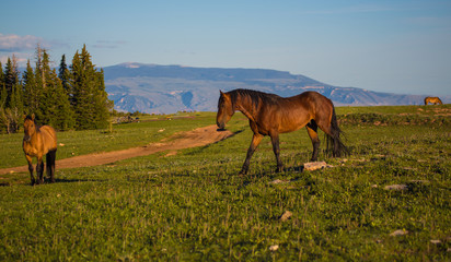 Obraz na płótnie Canvas Pryon Mountain Mustangs