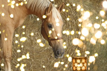 Weihnachtsmotiv: Pferd betrachtet fasziniert eine Kerze