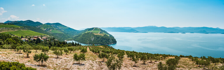 Fototapeta premium View from the hill on the Adriatic Sea in southern Croatia. Olive plantation in the foreground.