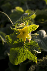 yellow cucumber flower, harvest - 170840926