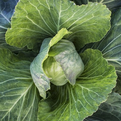  young green cabbage with large leaves. harvest  - 170840930