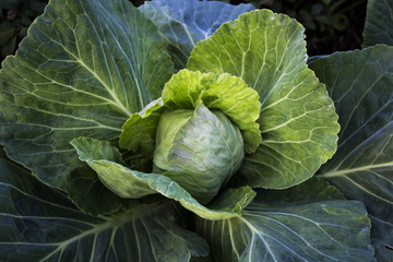  young green cabbage with large leaves. harvest  - 170840950