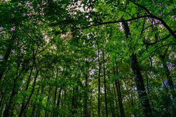 colorful morning sky peaking through the green leaves of the trees in the forest