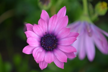 Obraz premium flower