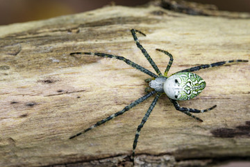 Image of Cyrtophora Moluccensis Spider(Male)(Doleschall, 1857., Tent Spider) on the timber on nature background. Insect Animal