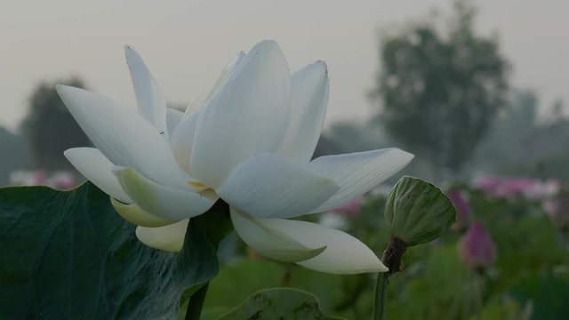 Beautiful field of flowers background. Beauty blossom white lotus flower, with green leaf background in a country in early morning. Clip 4k high resolution