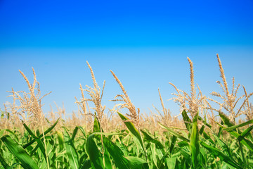 Corn field against the blue sky close up.