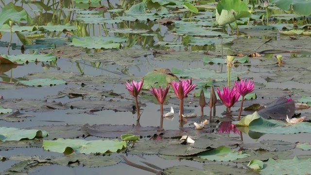 Beautiful flowers background. Beauty blossom pink waterlily flower, with green leaf background in a country in early morning