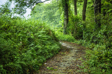 Countryside road scenery