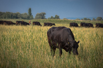 Bull in the wilderness
