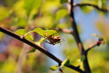 Araneus diadematus (European garden spider, diadem spider, cross spider, crowned orb weaver) hiding under the leaf